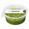 Pesto frais genovese au basilic 125g