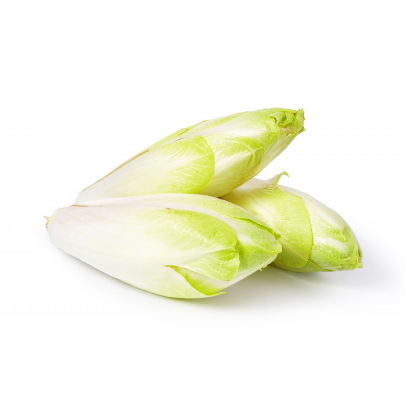 SALADE ENDIVE CHICOREE WITLOOF  PRINCE DE BRETAGNE®